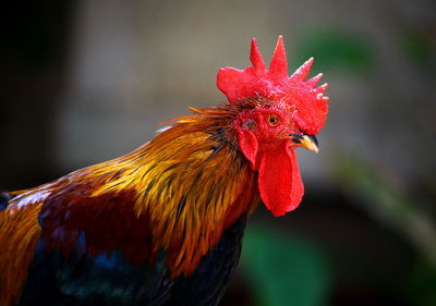 Close-up of rooster