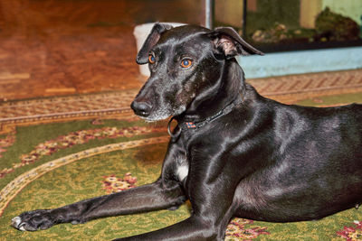 Black dog looking away while sitting outdoors