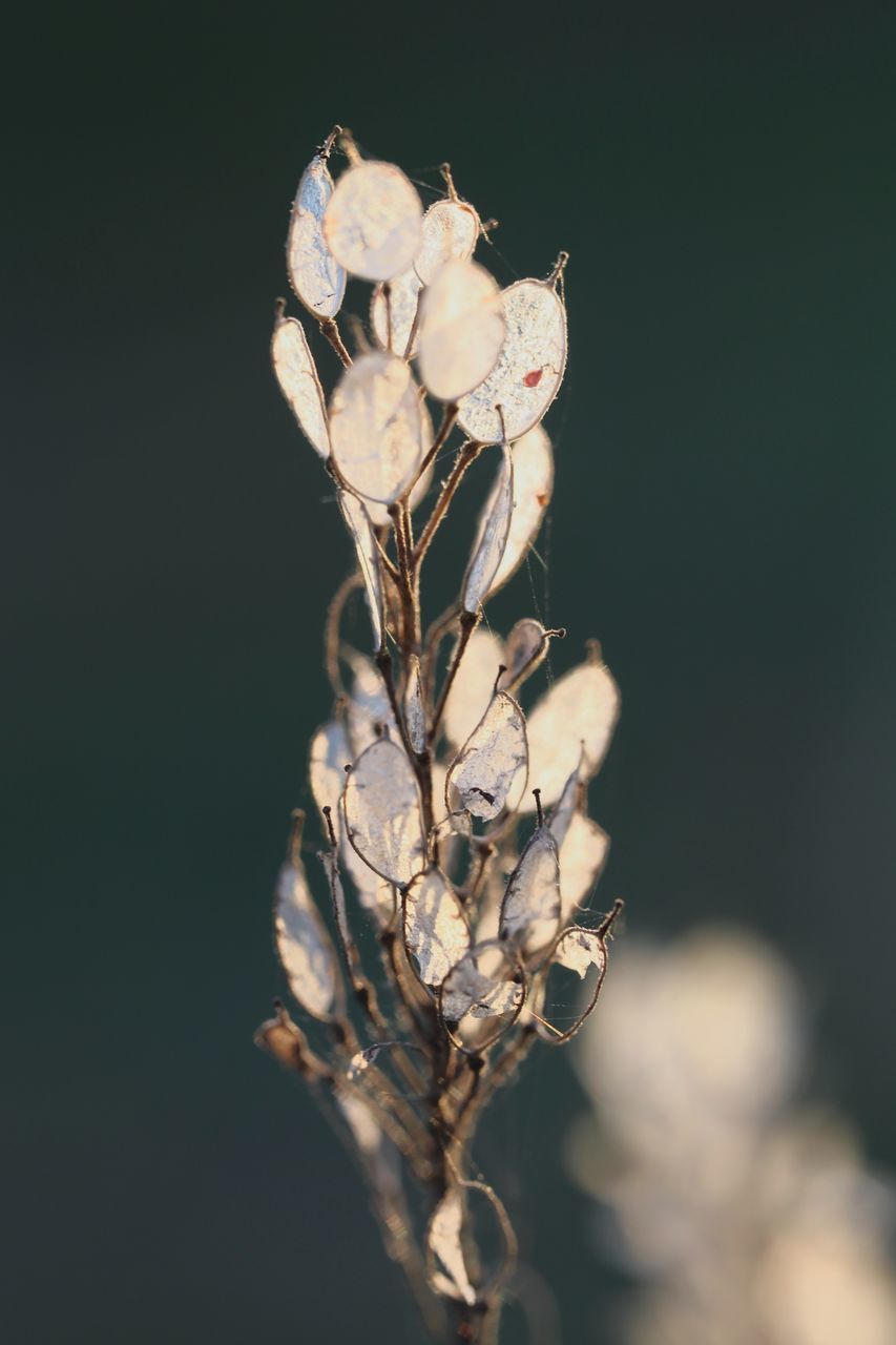 CLOSE-UP OF WILTED FLOWERING PLANT