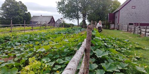 Scenic view of flowering plants by building against sky