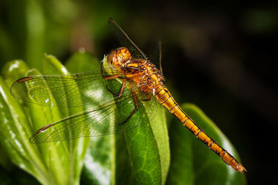 Close-up of insect on leaf