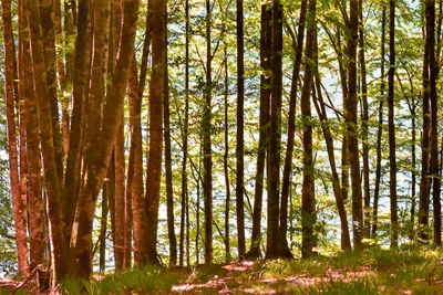 Trees in forest