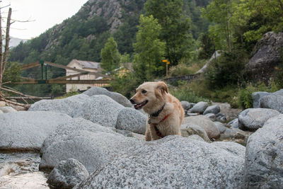 Dog relaxing on rock