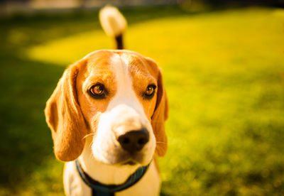 Adorable beagle dog background. copy space for text on right. canine theme