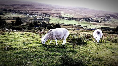 Sheep grazing on grassy field