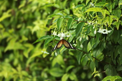 Close-up of butterfly pollinating flower