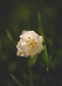 Close-up of flower blooming outdoors