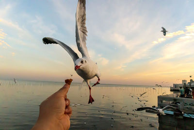 Low angle view of seagull flying against sky during sunset