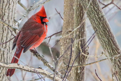 Close-up of a northern cardinal perching on branch