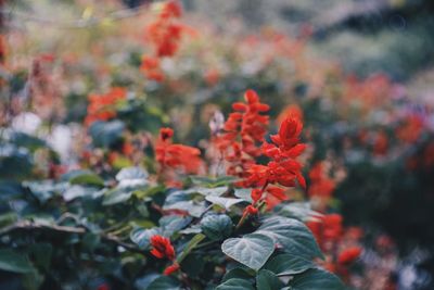 Close-up of orange flowering plant