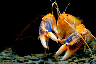 Close-up of fish underwater