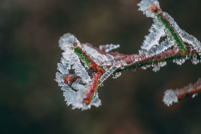 Close-up of frozen plant during winter