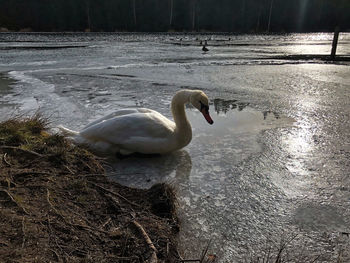 Swan swimming in lake