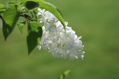 Close-up of white flowering plant