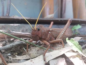 Close-up of insect on plant