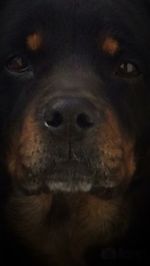 Close-up portrait of a cat