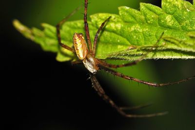 Close-up of spider