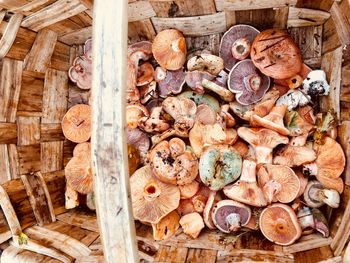 High angle view of mushrooms on wood