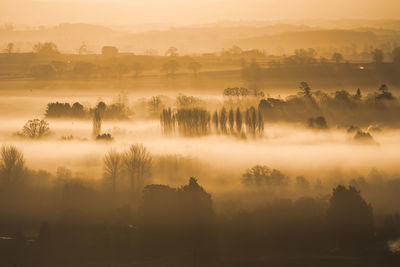 Trees on landscape against sky during sunset