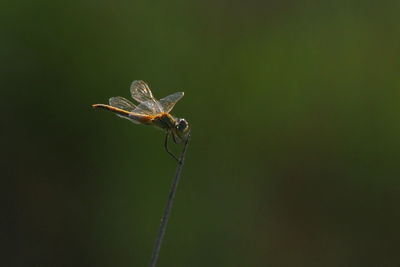 Close-up of insect on leaf