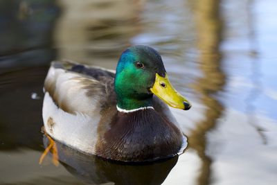 Close-up of bird
