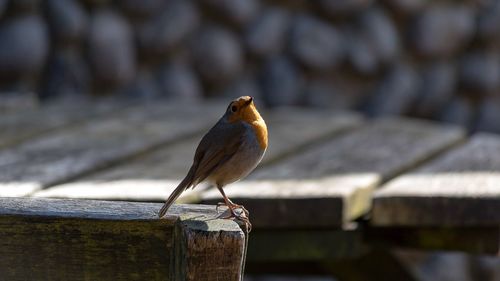 Robin bird perching on wooden railing