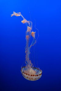 Jellyfish swimming underwater