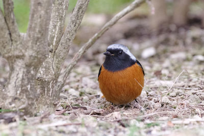 Close-up of bird perching on tree