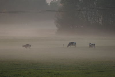 Beautiful foggy view outside our window.