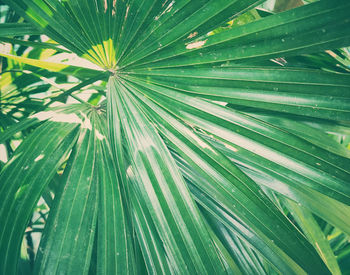 Full frame shot of palm leaves