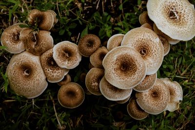 Close-up of mushrooms growing on land