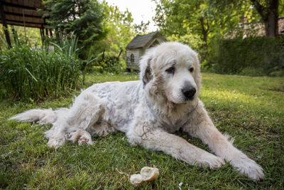 Portrait of dog relaxing on field