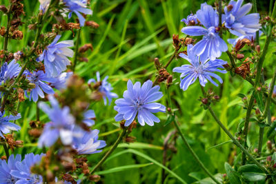 Close-up of purple flowering plants