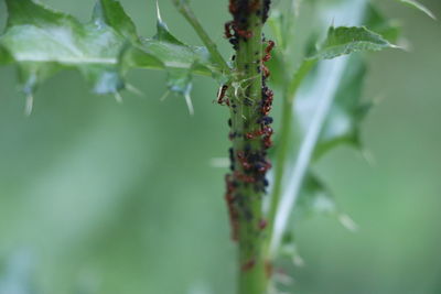 Close-up of ant on plant