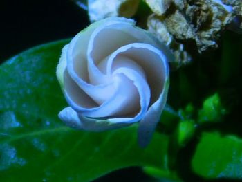 Close-up of flowers blooming outdoors