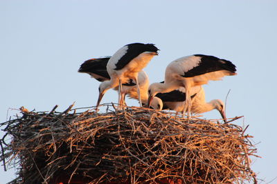 Low angle view of birds in nest against clear sky