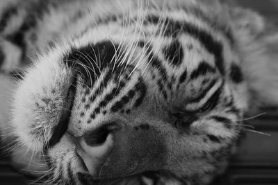 Close-up of cat sleeping