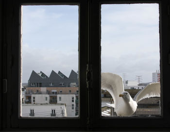 View of birds against sky seen through window