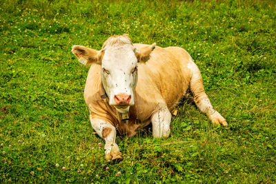 Portrait of cow on field