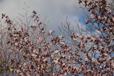 Close-up of flowering plant against sky