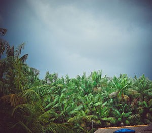 Plants growing on field against sky