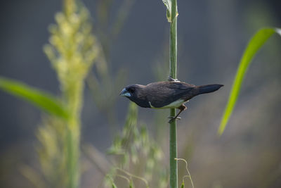 Close-up of bird perching on a plant