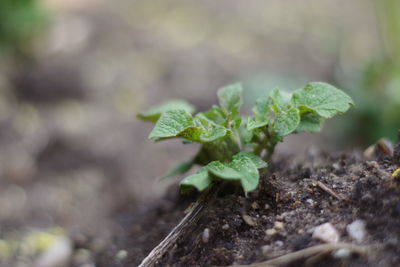 Close-up of plant growing on field