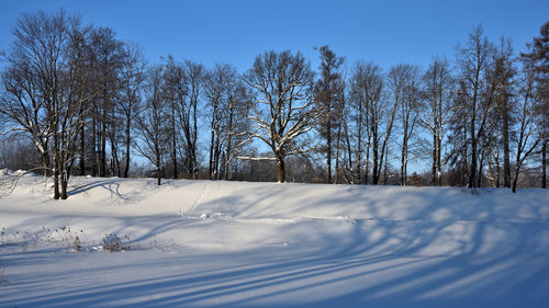 Snow covered bare trees against sky