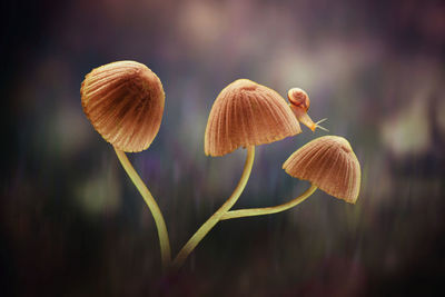 Close-up of mushrooms growing on land