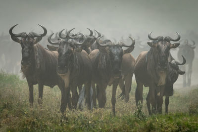 Line of blue wildebeest standing in grass