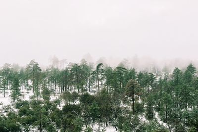 Trees in forest against clear sky