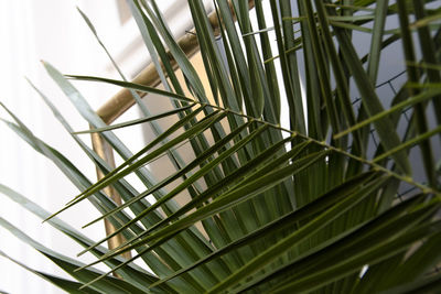 Low angle view of bamboo plants