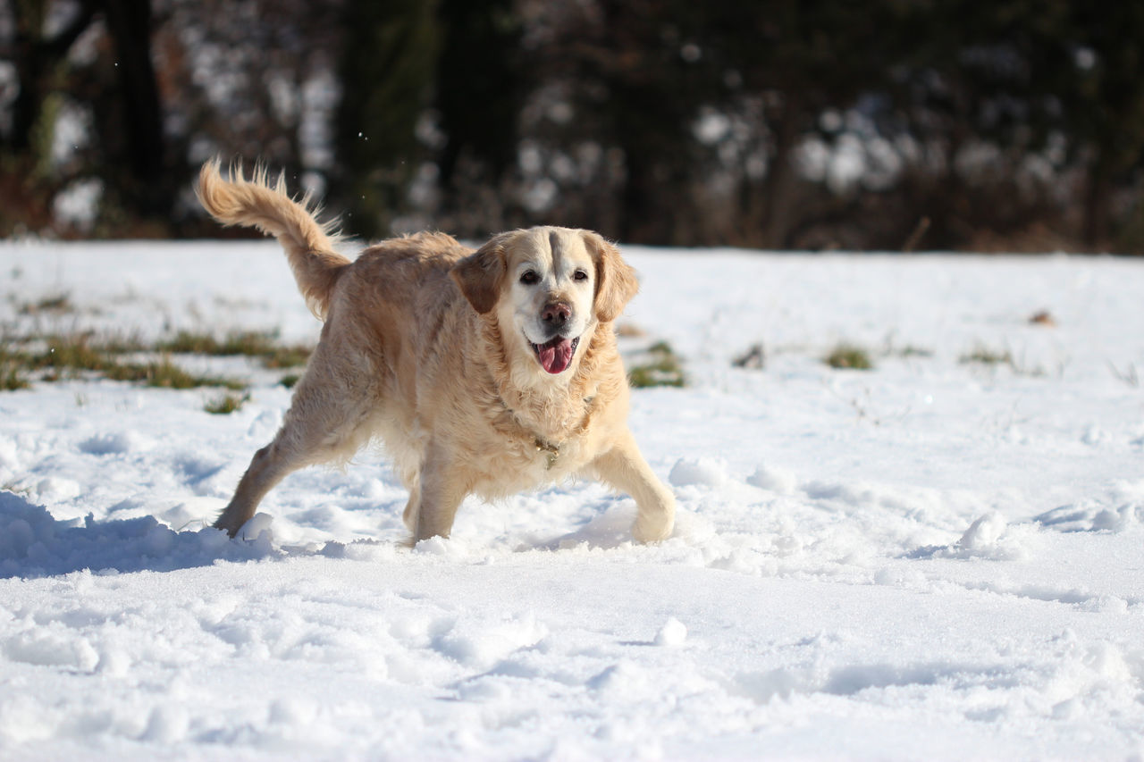 DOG RUNNING ON SNOW