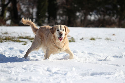 Dog running in snow